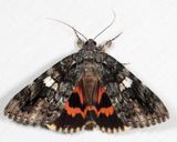 8801 - Ilia Underwing - Catocala ilia