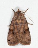 10944  Smiths Dart  Xestia smithii
