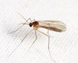 Acomopterella sp.