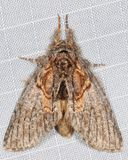 7919 - Oval-Based Prominent - Peridea basitriens