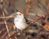 American Tree Sparrow - Spizelloides arborea