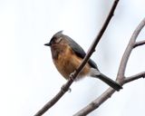 melanistic Tufted Titmouse - Baeolophus bicolor 