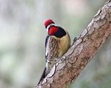 Yellow-bellied Sapsucker - Sphyrapicus varius