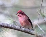 Purple Finch - Haemorhous purpureus