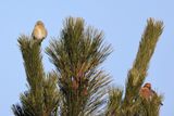 Red Crossbills - Loxia curvirostra