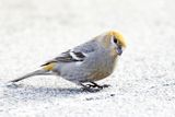 Pine Grosbeak - Pinicola enucleator