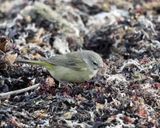 Orange-crowned Warbler - Oreothlypis celata