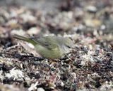 Orange-crowned Warbler - Oreothlypis celata