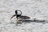 Hooded Merganser - Lophodytes cucullatus
