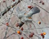 American Robin - Turdus migratorius