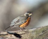 American Robin - Turdus migratorius