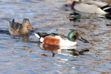 Northern Shovelers - Spatula clypeata
