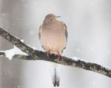 Mourning Dove - Zenaida macroura 