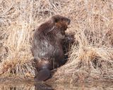 North American Beaver - Castor canadensis