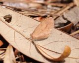 Barred Yellow - Eurema daira