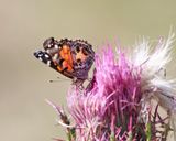 American Lady - Vanessa virginiensis