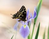 Palamedes Swallowtail - Papilio palamedes