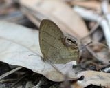 Gemmed Satyr - Cyllopsis gemma
