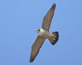 Peregrine Falcoln - Falco peregrinus