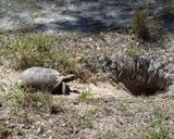  Gopher Tortoise - Gopherus polyphemus