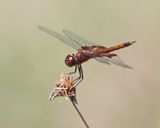 Carolina Saddlebags - Tramea carolina