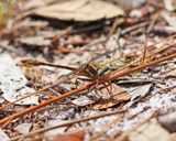 Cypress Clubtail - Phanogomphus minutus