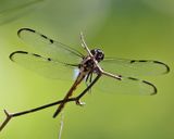 Bar-winged Skimmer - Libellula axilena