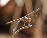 Band-winged Dragonlet - Erythrodiplax umbrata