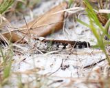 Marbled Grasshopper - Spharagemon marmorata