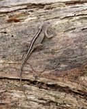 Brown Anole - Anolis sagrei