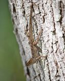 Brown Anole - Anolis sagrei