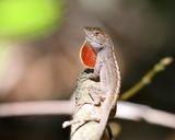 Brown Anole - Anolis sagrei