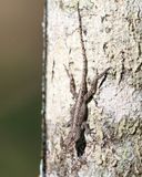 Brown Anole - Anolis sagrei