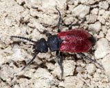  Blood-winged Blister Beetle - Tricrania sanguinipennis