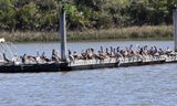 Brown Pelican - Pelecanus occidentalis