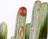 Elongate Hemlock Scale - Fiorinia externa?