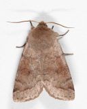 10491 - Gray Quaker - Orthosia alurina