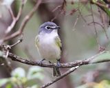 Blue-headed Vireo - Vireo solitarius