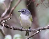 Blue-headed Vireo - Vireo solitarius