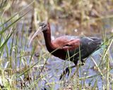 Glossy Ibis - Plegadis falcinellus