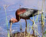 Glossy Ibis - Plegadis falcinellus