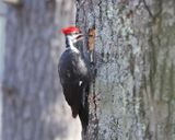 Pileated Woodpecker - Dryocopus pileatus