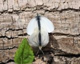  West Virginia White - Pieris virginiensis