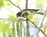 Purple Finch - Haemorhous purpureus