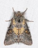 7933 - Four-spotted Gluphisia - Gluphisia avimacula