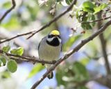  Golden-winged Warbler - Vermivora chrysoptera