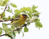 Cape May Warbler - Setophaga tigrina