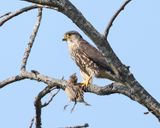 Merlin - Falco columbarius