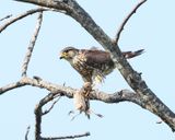 Merlin - Falco columbarius