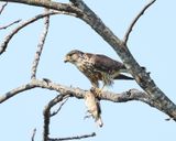 Merlin - Falco columbarius